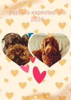 ️Verwacht; australian( Cobberdog) labradoodle mega match️, Overige rassen, CDV (hondenziekte), 8 tot 15 weken, Meerdere