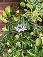 Stekjes van Passiebloem is klimop, Tuin en Terras, Planten | Tuinplanten, Ophalen, Volle zon, Vaste plant, Klimplanten