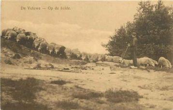 (301-439-013) Veluwe Op de heide beschikbaar voor biedingen