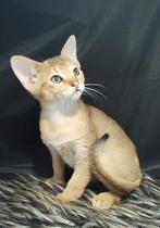 Abessijn chausie f5a kittens te koop!, Dieren en Toebehoren, Meerdere dieren, Gechipt, 0 tot 2 jaar