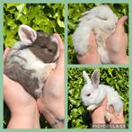 Baby dwergkonijntjes, Meerdere dieren, Dwerg