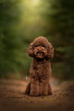 Choco toypoedel dekreu nieuw bloed!, Dieren en Toebehoren, Honden | Dekreuen, Reu, 1 tot 2 jaar, Eén hond, Nederland