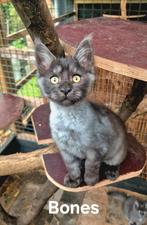Maine Coon kittens met stamboom - ouders getest, Meerdere dieren, Gechipt