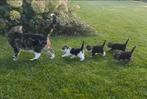 Nog 1 lieve kitten te koop poesje, Dieren en Toebehoren, Katten en Kittens | Overige Katten, Meerdere dieren, Kortharig, 0 tot 2 jaar