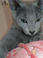 Blauwe rus kittens met stamboom, Dieren en Toebehoren, Katten en Kittens | Raskatten | Korthaar, Meerdere dieren, Gechipt, 0 tot 2 jaar