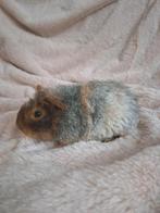 Jong US Teddy cavia beertje, Dieren en Toebehoren, Knaagdieren, Oktober, Mannelijk, Cavia