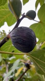 Vijgenboom, Tuin en Terras, Ophalen of Verzenden, Minder dan 100 cm, Vijgenboom