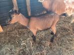 Dwerggeit 3 maanden, Dieren en Toebehoren, Schapen, Geiten en Varkens, Meerdere dieren, Geit