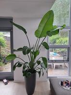 Strelizia Nicolai 200 cm kamerplant mooi ene gezond, Huis en Inrichting, Kamerplanten, Bloeiende kamerplant, Ophalen, Overige soorten