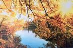 Aluminium schilderij Zon en bladeren 120x80 cm, Ophalen of Verzenden, 100 tot 125 cm, 75 cm of meer, Print