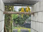 Halsbandparkiet bewezen koppel, Meerdere dieren, Parkiet, Geringd