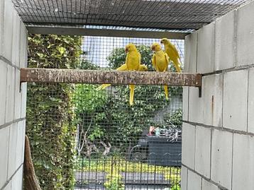 Halsbandparkiet bewezen koppel beschikbaar voor biedingen