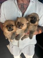 Dwergkees-kleinkees pups te koop, Dieren en Toebehoren, België, Particulier, Keeshond, 8 tot 15 weken