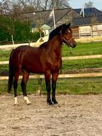 2,5 jarige welsh NWR ruin, Dieren en Toebehoren, Pony's, Ruin, Dressuurpony, Niet van toepassing, 3 tot 6 jaar