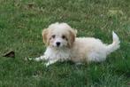 Leuke kleine Doodle x Boomer pups, Nederland, Overige rassen, CDV (hondenziekte), 8 tot 15 weken