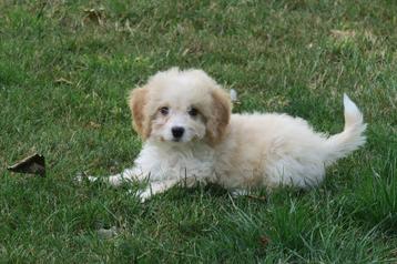 Leuke kleine Doodle x Boomer pups beschikbaar voor biedingen