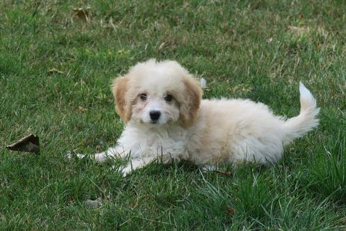 Leuke kleine Doodle x Boomer pups, Dieren en Toebehoren, Honden | Chihuahua's en Gezelschapshonden, Meerdere dieren, Overige rassen