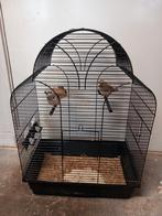 Te koop kooi met zebravinken, Dieren en Toebehoren, Meerdere dieren