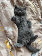 Drie prachtige britse korthaar kittens ter adoptie, Meerdere dieren, Gechipt, 0 tot 2 jaar