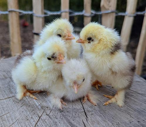 Kuikens krulveer usa zijdehoen zijdehoenders kippen, Dieren en Toebehoren, Pluimvee, Kip