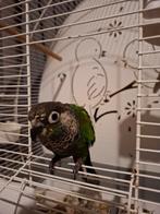 PYRRHURA  lipidia, Dieren en Toebehoren, Vrouwelijk, Parkiet