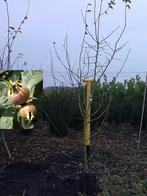 Mespilus germanica 80-100 cm, Ophalen of Verzenden, Minder dan 100 cm, Overige soorten, Lente