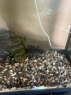 Axolotl, Dieren en Toebehoren, Reptielen en Amfibieën, 11 jaar of ouder, Amfibie