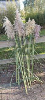 Pampas pluimen, Tuin en Terras, Ophalen of Verzenden, Overige soorten, Volle zon