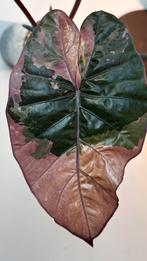 Alocasia Yucatan Princess tricolor corms, Ophalen of Verzenden, Halfschaduw, Minder dan 100 cm