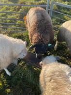 Blauwe Texelaar ram, Dieren en Toebehoren, Schapen, Geiten en Varkens, Mannelijk, Schaap