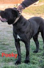 Cane Corso puppy, Dieren en Toebehoren, Honden | Bulldogs, Pinschers en Molossers, 15 weken tot 1 jaar, Overige rassen, CDV (hondenziekte)