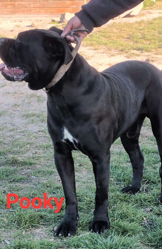 Cane Corso puppy, Dieren en Toebehoren, Honden | Bulldogs, Pinschers en Molossers, Teef, Overige rassen, Particulier, Eén hond