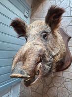 Mooi groot opgezet zwijn taxidermie, Ophalen, Insect, Opgezet dier