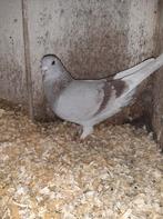 Bonte duiven 3 stuks, Dieren en Toebehoren, Vogels | Duiven, Meerdere dieren, Overige soorten