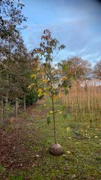 Amberbomen Liquidamba, Ophalen of Verzenden, Overige soorten, 250 tot 400 cm