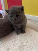 Britse korthaar kittens, Dieren en Toebehoren, Katten en Kittens | Raskatten | Korthaar, 0 tot 2 jaar