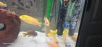 Diversen Malawi Chichliden, Dieren en Toebehoren, Vissen | Aquariumvissen, Vis