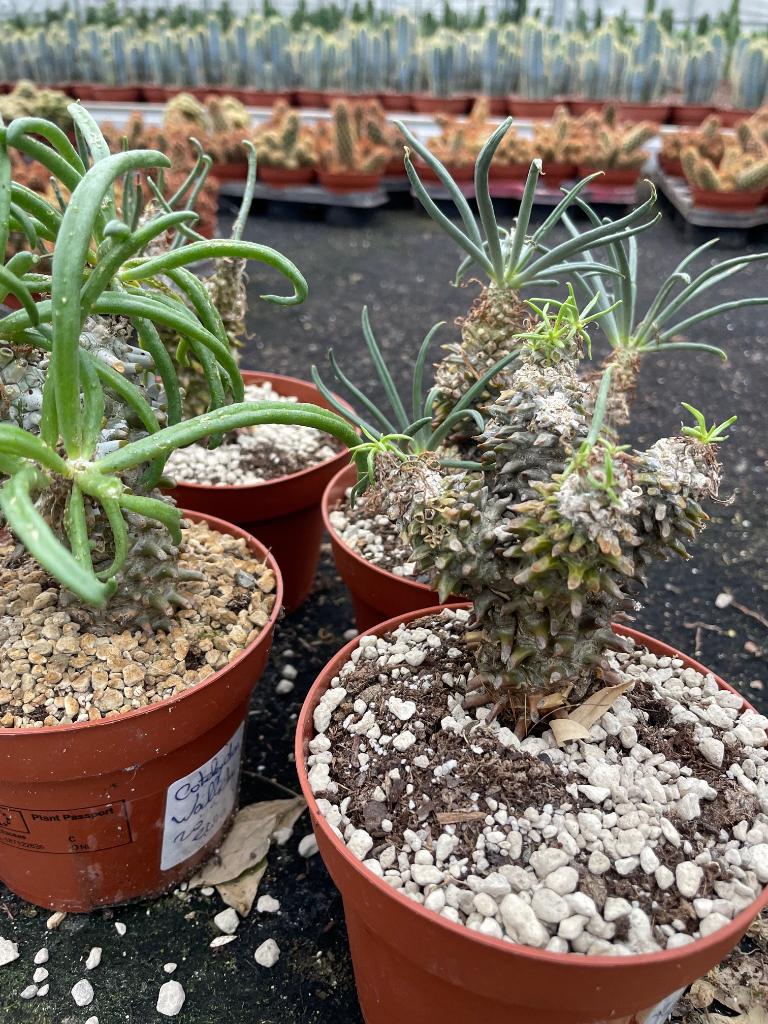 Caudex Tylecodon Wallichii Centraal Zuid Afrika potmaat 13cm, Overige soorten, Ophalen of Verzenden, In pot, Minder dan 100 cm