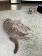 Lieve Scottish Fold kittens te koop, Dieren en Toebehoren, Meerdere dieren, 0 tot 2 jaar