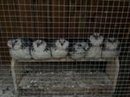Antwerpse baardkrielen zilverkwartel, Dieren en Toebehoren, Pluimvee, Meerdere dieren, Kip
