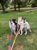 4 Pomsky pups, Overige rassen, 8 tot 15 weken, Meerdere, Meerdere dieren