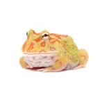 Pacman kikker, Dieren en Toebehoren, 0 tot 2 jaar