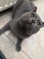 Britse korthaar, Boeken, Dieren en Huisdieren, Ophalen of Verzenden, Honden