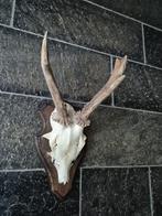 Zwaar Ree Gewei op houten schild jacht hut mancave d99, Verzamelen, Dierenverzamelingen, Ophalen of Verzenden, Gebruikt, Hert