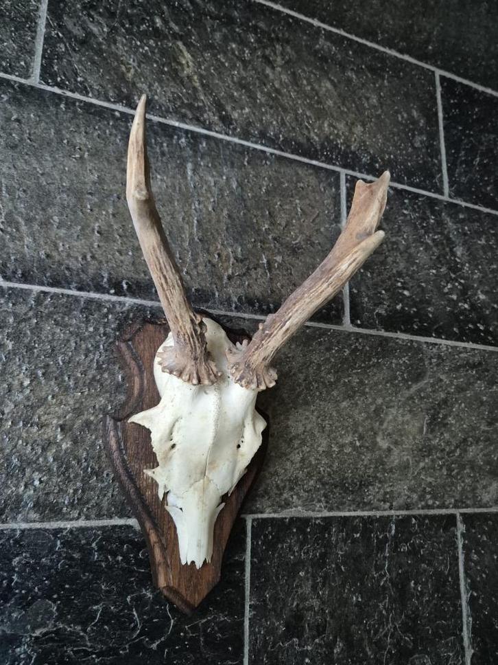 Zwaar Ree Gewei op houten schild jacht hut mancave d99, Verzamelen, Dierenverzamelingen, Gebruikt, Gewei of Kop, Hert, Ophalen of Verzenden