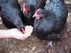 Orpington kriel te koop - 4 maanden oud -, Dieren en Toebehoren, Overige Dieren, Juni, Meerdere dieren