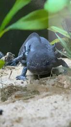 Zwarte axolotl te koop, Dieren en Toebehoren, Vissen | Aquaria en Toebehoren, Ophalen, Zo goed als nieuw