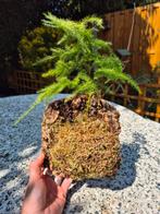 Asparagus op kurk, Groene kamerplant, Ophalen of Verzenden, Overige soorten, Minder dan 100 cm