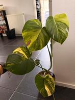 Monstera Aurea Marmorata, Ophalen, Overige soorten, Minder dan 100 cm