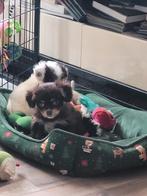 Nog 2 mooie gekruiste klein blijvende pupjes, Parvo, Overige rassen, 8 tot 15 weken, Meerdere